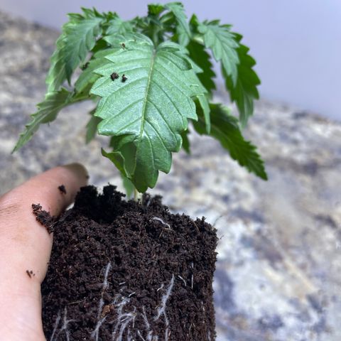 American Pie growlog timeline photo