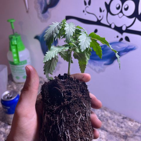 American Pie growlog timeline photo