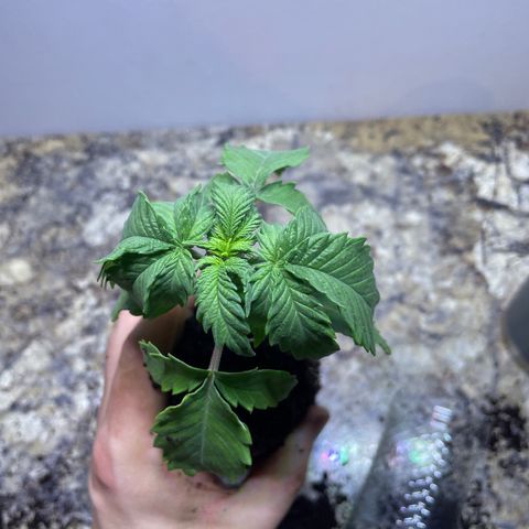 American Pie growlog timeline photo