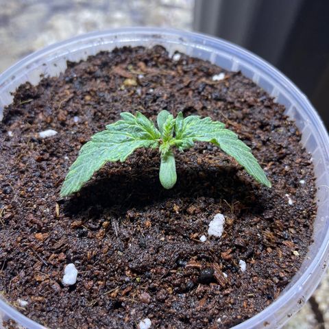 Super OG kush growlog timeline photo