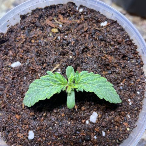 Super OG kush growlog timeline photo