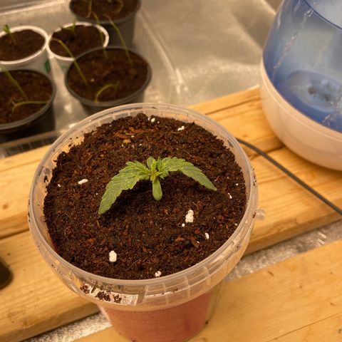 Super OG kush growlog timeline photo
