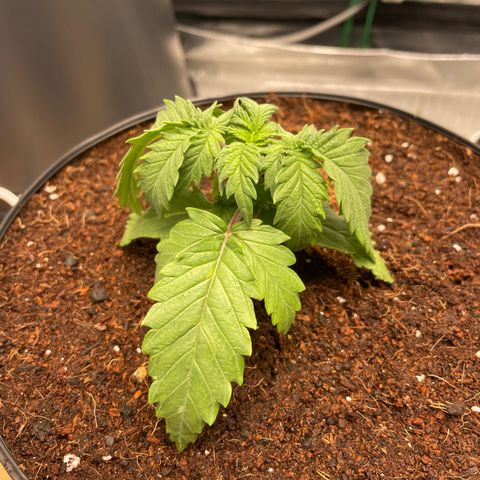 American Pie growlog timeline photo