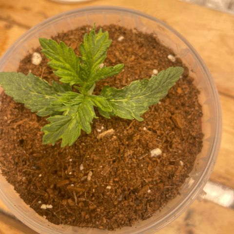 Super OG kush growlog timeline photo