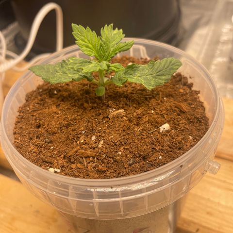 Super OG kush growlog timeline photo