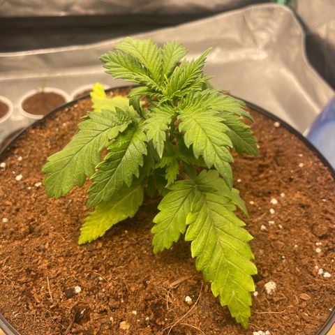 American Pie growlog timeline photo