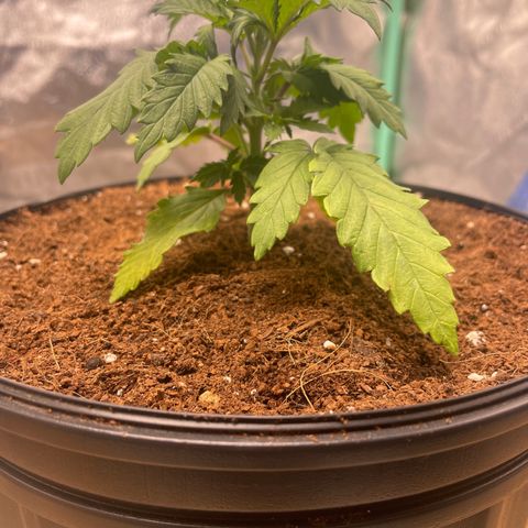 American Pie growlog timeline photo