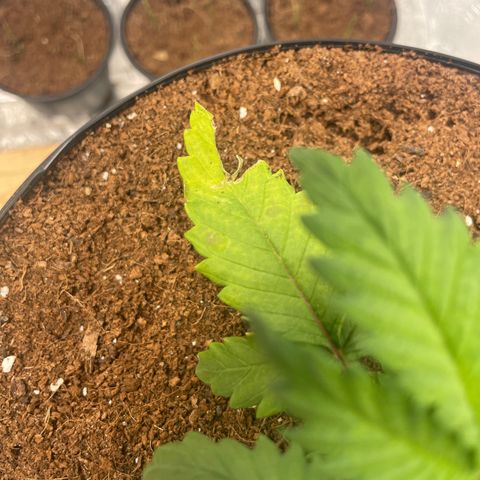 American Pie growlog timeline photo