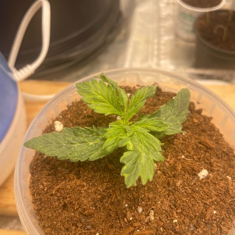 Super OG kush growlog photo: Night