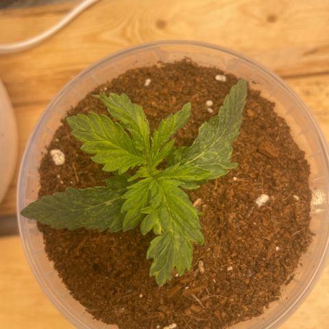 Super OG kush growlog photo: Night
