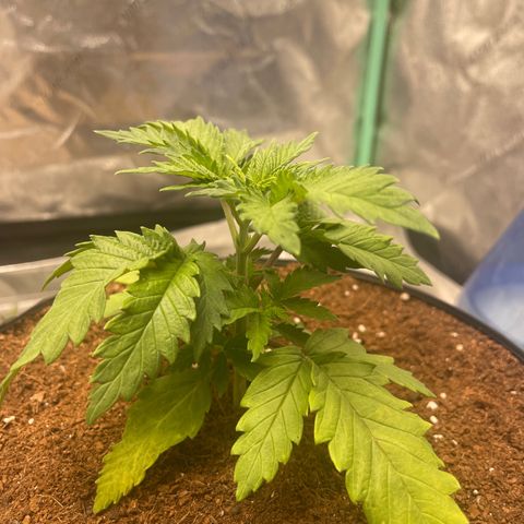 American Pie growlog timeline photo