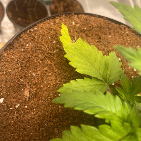 American Pie growlog timeline photo