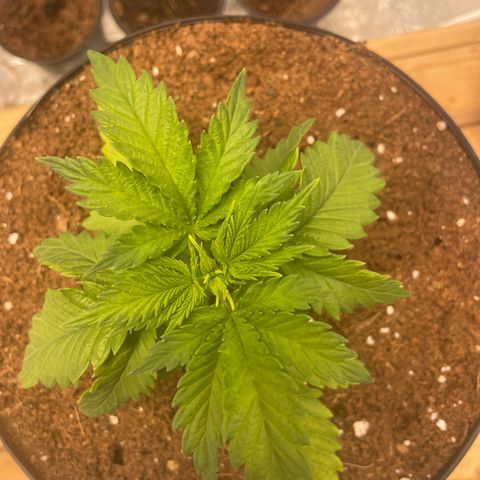 American Pie growlog timeline photo