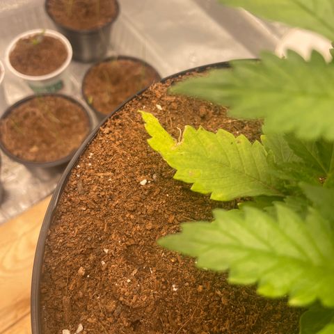 American Pie growlog timeline photo