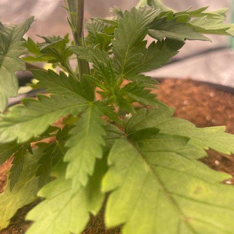 American Pie growlog timeline photo