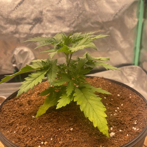 American Pie growlog timeline photo
