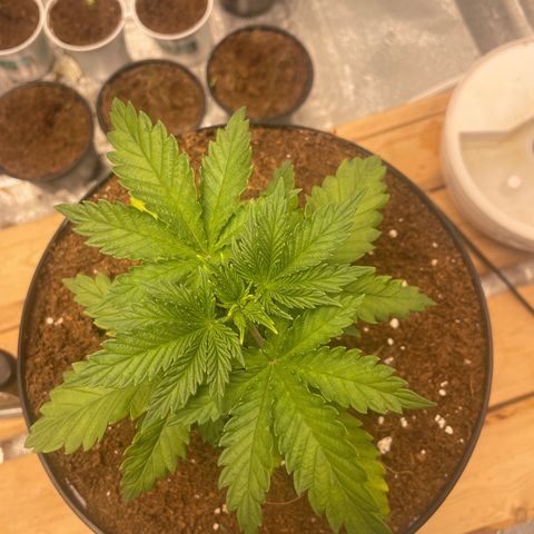 American Pie growlog timeline photo