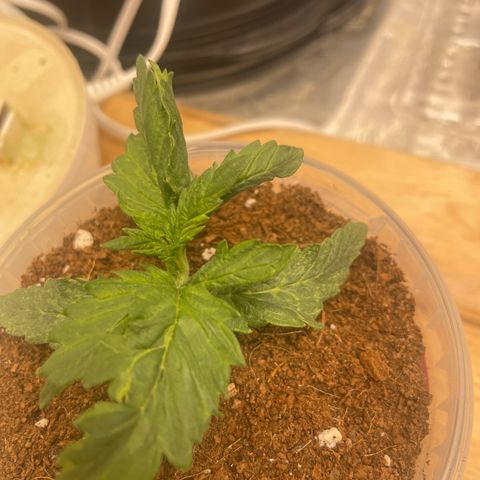 Super OG kush growlog timeline photo