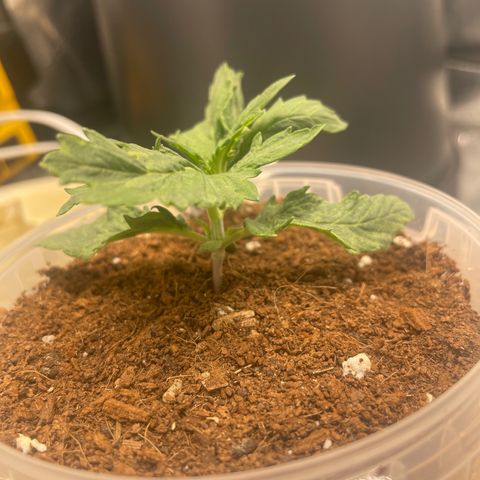 Super OG kush growlog timeline photo