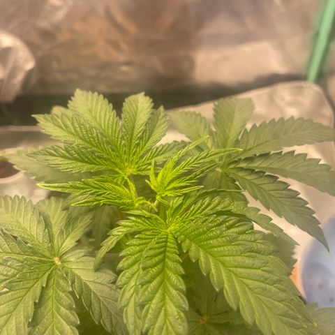 American Pie growlog timeline photo
