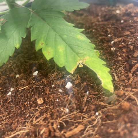 American Pie growlog timeline photo