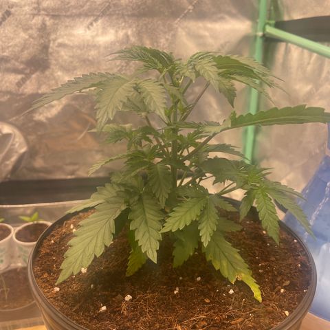 American Pie growlog timeline photo