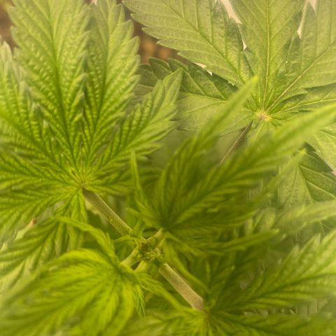 American Pie growlog timeline photo