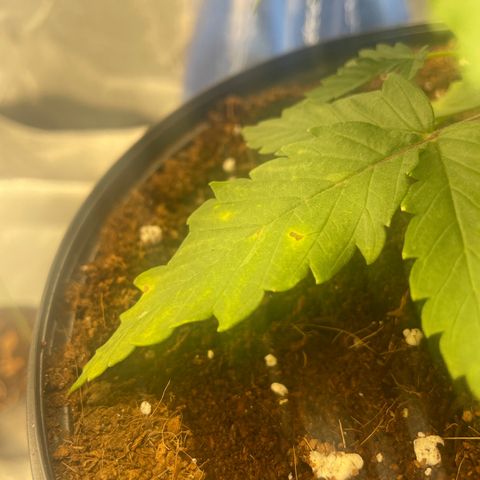 American Pie growlog timeline photo
