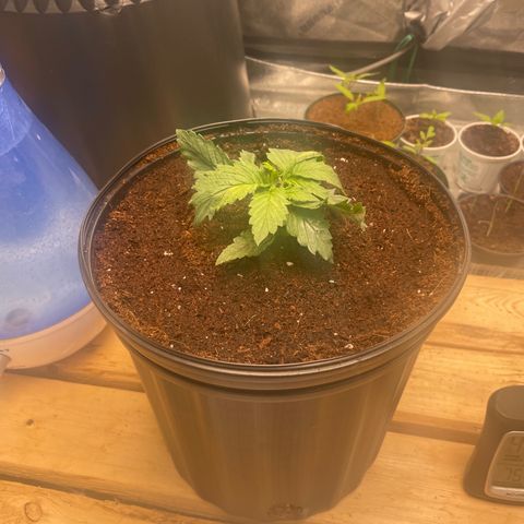 Super OG kush growlog timeline photo