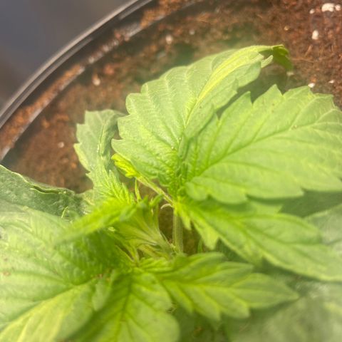 Super OG kush growlog timeline photo