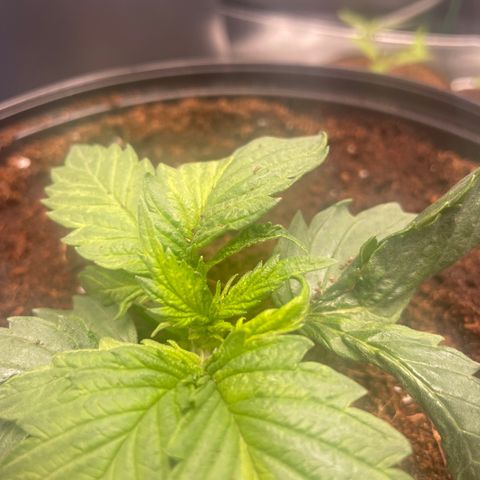 Super OG kush growlog timeline photo