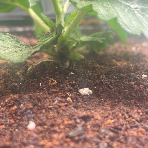 Super OG kush growlog timeline photo