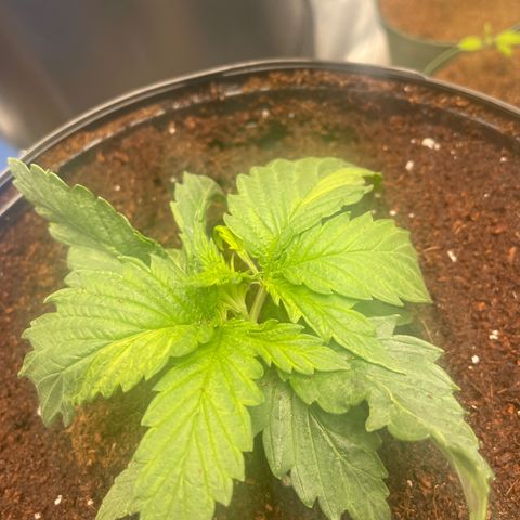 Super OG kush growlog timeline photo