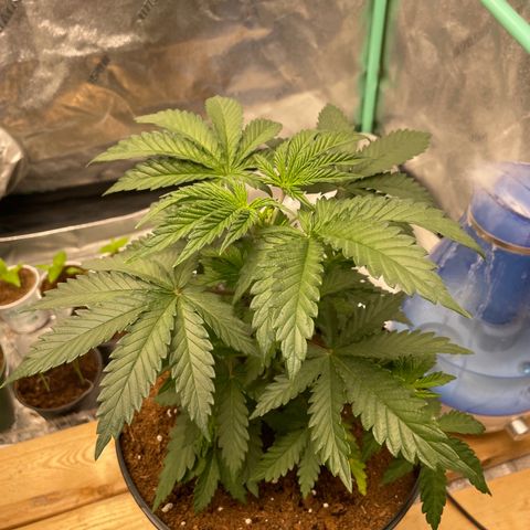 American Pie growlog timeline photo