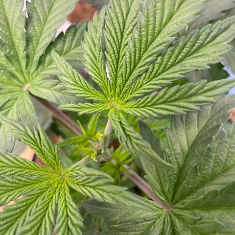 American Pie growlog timeline photo