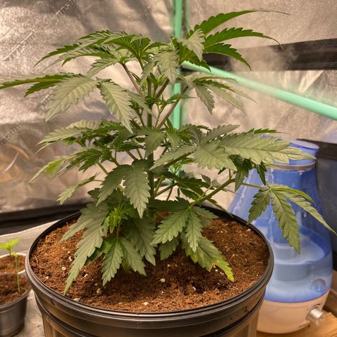 American Pie growlog timeline photo