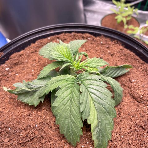Super OG kush growlog timeline photo