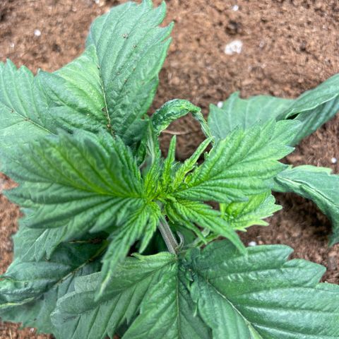 Super OG kush growlog timeline photo