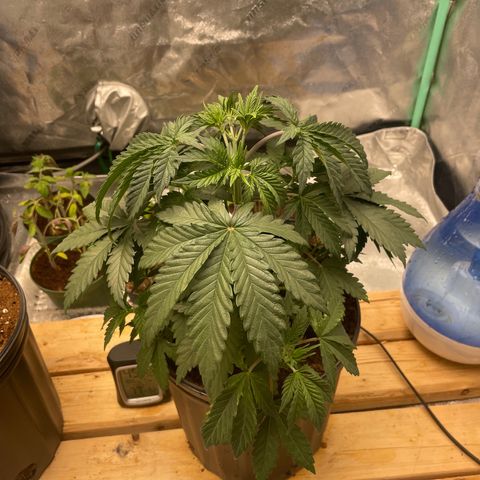 American Pie growlog timeline photo