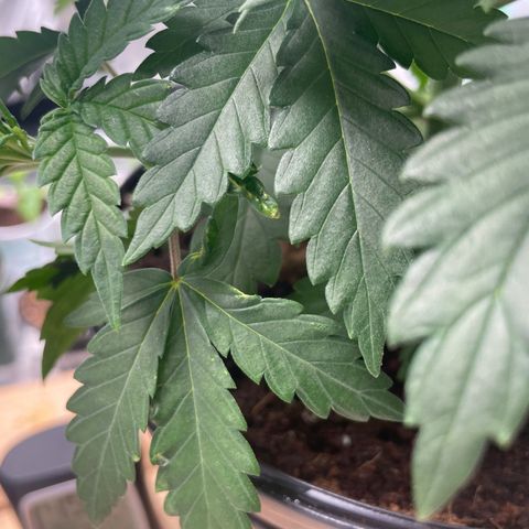 American Pie growlog timeline photo