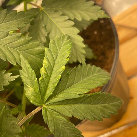 American Pie growlog timeline photo