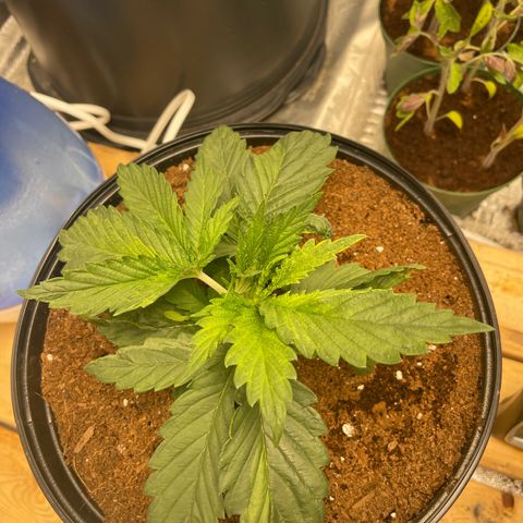 Super OG kush growlog timeline photo