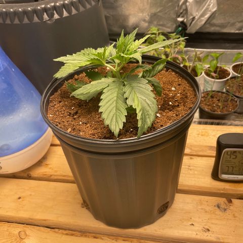Super OG kush growlog timeline photo