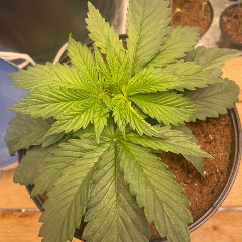 Super OG kush growlog timeline photo