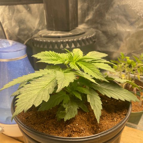 Super OG kush growlog timeline photo