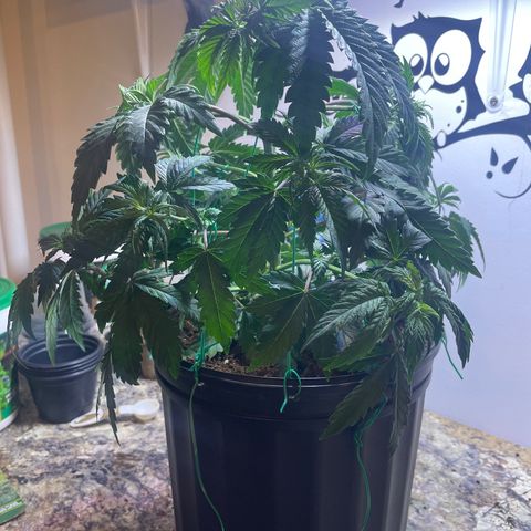 American Pie growlog timeline photo