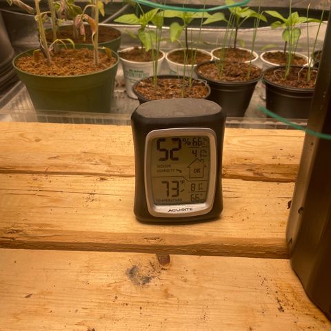 American Pie growlog timeline photo