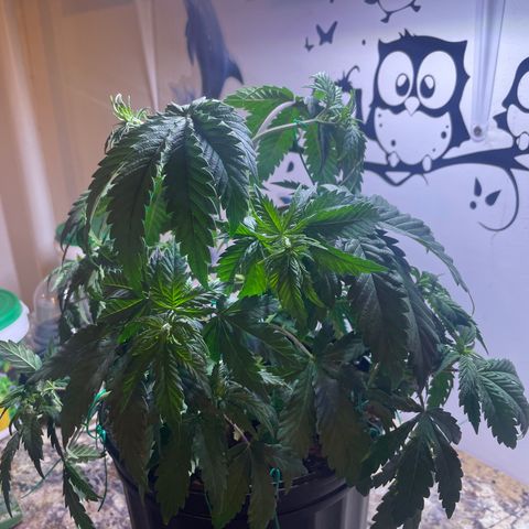 American Pie growlog timeline photo