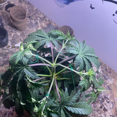 American Pie growlog timeline photo
