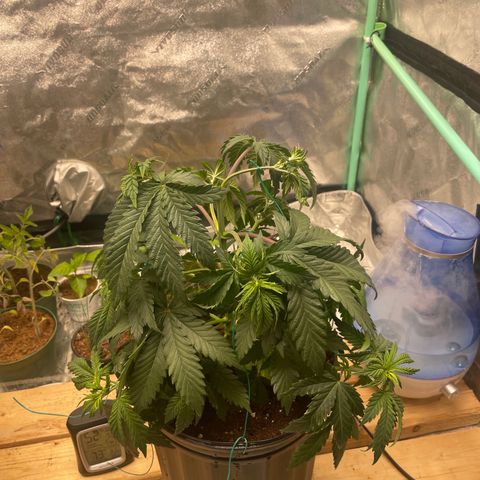 American Pie growlog timeline photo